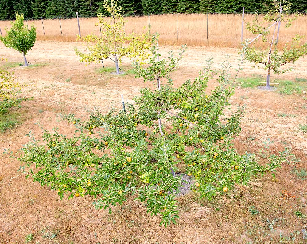 A spreading Roxbury Russet apple tree, which grows more like a bush, has a canopy of about 16 feet but stands only about 7 feet tall. (Ross Courtney/Good Fruit Grower)