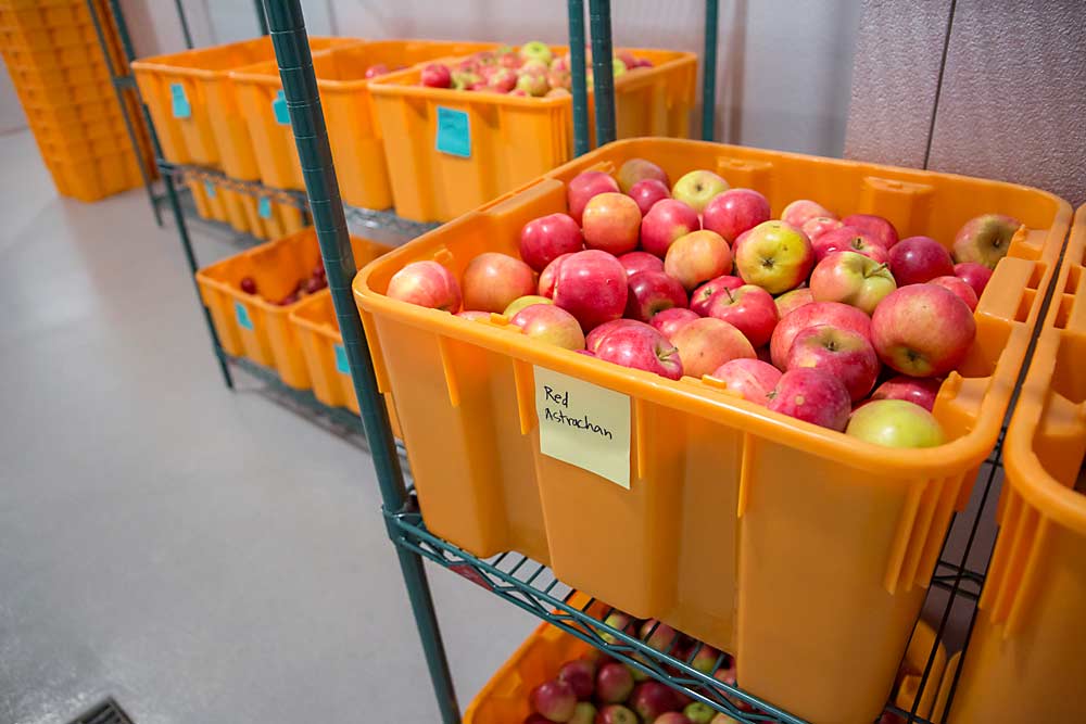 Apples await bagging or cider pressing in a cold-storage room in September 2018 at the University of Idaho Sandpoint Organic Agriculture Center. (Ross Courtney/Good Fruit Grower)