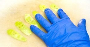 Kate Prengaman/Good Fruit Grower Samples have been taken from Granny Smith apple peels to test for early warning signs of superficial scald at the U.S. Department of Agriculture’s Tree Fruit Research Laboratory in Wenatchee, Washington. (Kate Prengaman/Good Fruit Grower)