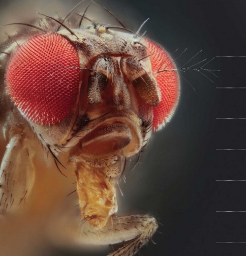 Foundation Awards Grant To Combat Spotted Wing Drosophila - Good Fruit 