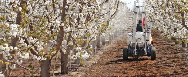 Netting was applied to whole trees and single limbs to exclude bees for the mechanical pollination study. Pollen was applied mechanically through the netting to flowers opening inside.<b>(Courtesy Matt Whiting/Washington State University)</b>
