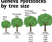 Geneva rootstocks by tree size