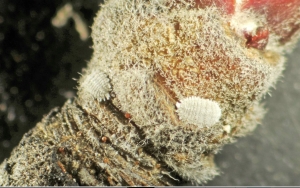 Apple mealybugs