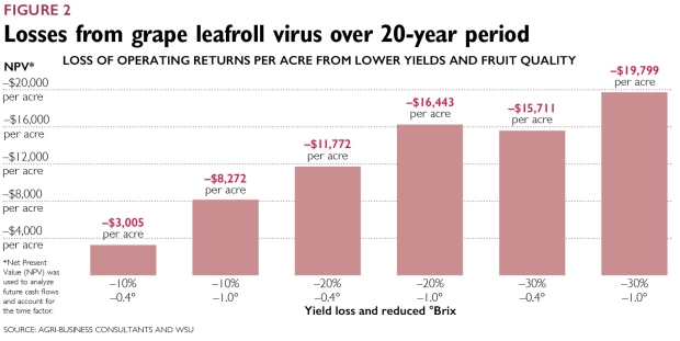 Losses from grape leafroll virus over 20-year period. Source: Agri-Business Consultants and WSU