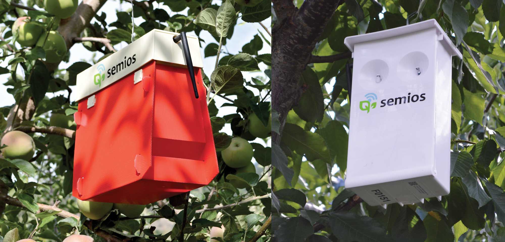 Remote pest managment with automated traps - Good Fruit Grower