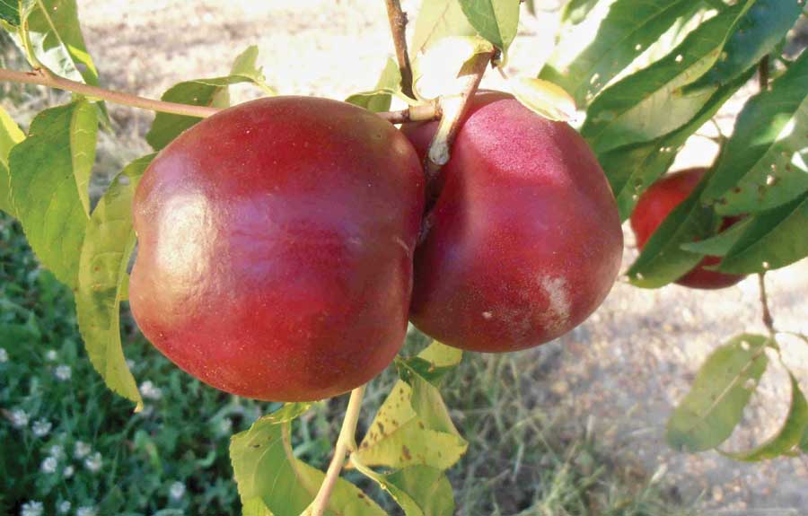 Developed at Rutgers University, the SilverGem nectarine is 80 percent red with a cream-colored background. It offers good resistance to bacterial spot and handles low temperatures, a big plus for Eastern growers who have dealt with two very cold winters and below-freezing spring temperatures in the past three seasons. <b>(Courtesy Jerry Frecon)</b>