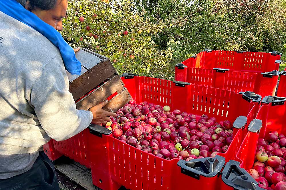 After workers hand-pick them from the ground, cider apples are placed in red bins. The orchard’s bins are color-coded to keep ground-harvested fruit separate from tree-harvested fruit. (Courtesy Clayton Slaughter)