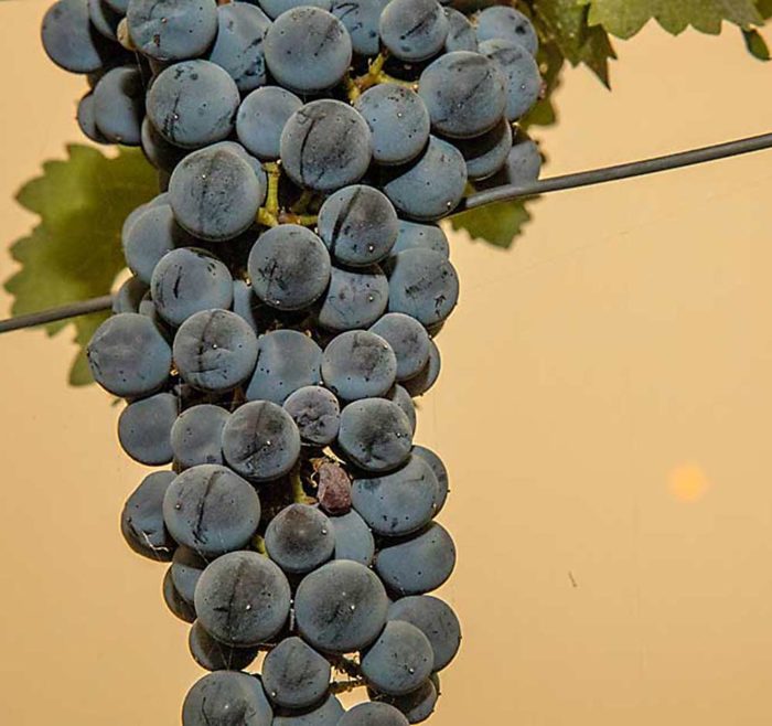 Study looks for smoke signals in wine – Good Fruit Grower