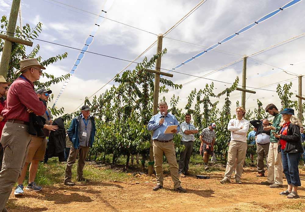 Sweet cherries in South Africa Piet Bosman, center, of Dutoit Agri, one of South Africa’s largest tree fruit growers, talks to members of the International Fruit Tree Association about the company’s experience learning to grow sweet cherries — a relatively new crop in the country — during a tour in December 2024 in the Koue Bokkeveld region. (Kate Prengaman/Good Fruit Grower)