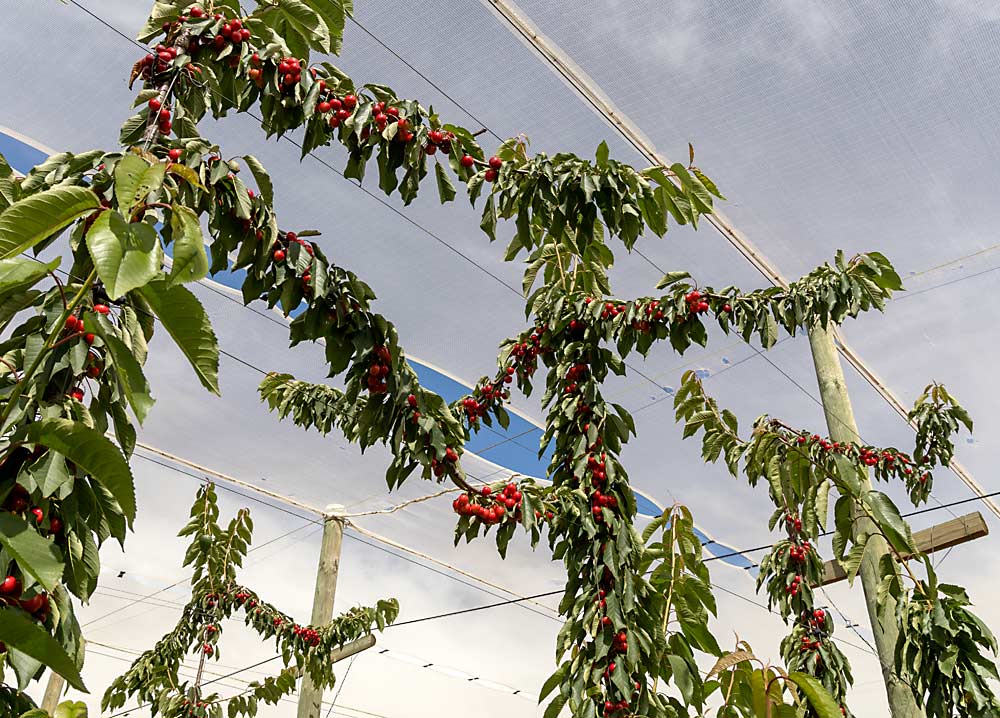 Low-chill varieties, such as these Royal Helen cherries, have opened the door to more cherry production in South Africa. The block seen here Dec. 6 features shade netting above and heavier netting on the sides for wind protection. (Kate Prengaman/Good Fruit Grower)