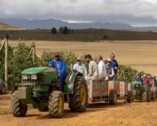 The International Fruit Tree Association toured Dutoit Agri’s orchards in the mountainous Koue Bokkeveld region of South Africa on Dec. 6 to learn about how the company is adapting to more efficient plantings and shade netting to reduce sunburn. (Kate Prengaman/Good Fruit Grower)