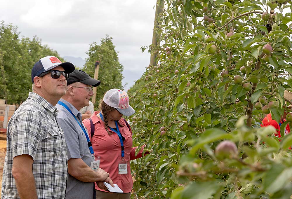 Washington growers Mark Hambelton, Dave Gleason and Lindsey Morrison, left to right, check out a test block of WA 38 — the apple marketed as Cosmic Crisp — growing in a high-density system at Dutoit in the Western Cape of South Africa. (Kate Prengaman/Good Fruit Grower)