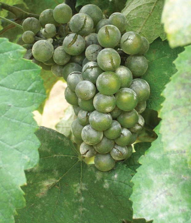 White grapes and leaves infected with powdery mildew. Researchers have found a reduced time frame for when grapes are susceptible to the disease, which allows growers to better focus their fungicide sprays. <b>(Photos courtesy Washington State University)</b>