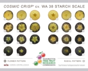 Cosmic Crisp (WA 38) starch scale. (Courtesy Washington Tree Fruit Research Commission)