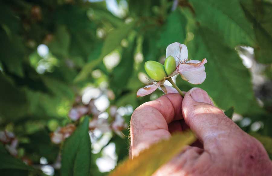 Bruce Frost shows one of several cherry doubles on his ranch, Acorn Farms, near Bakersfield, California on March 9, 2016. <b>(TJ Mullinax/Good Fruit Grower)</b>