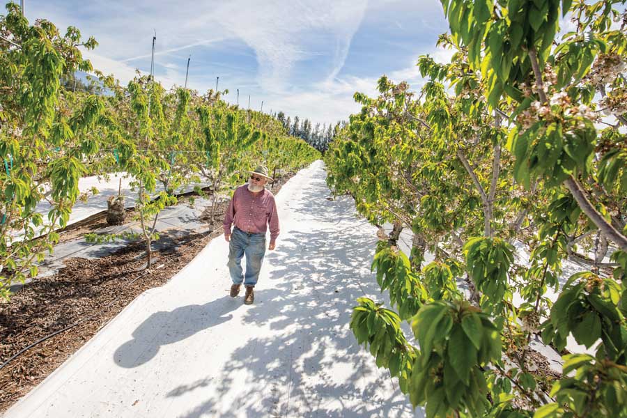 Bruce Frost walks between new and older cherry plantings on his ranch, Acorn Farms, near Bakersfield, California on March 9, 2016. His ranch is so warm in winter, Frost uses microsprinklers above the canopy to chill the orchard. <b>(TJ Mullinax/Good Fruit Grower)</b>