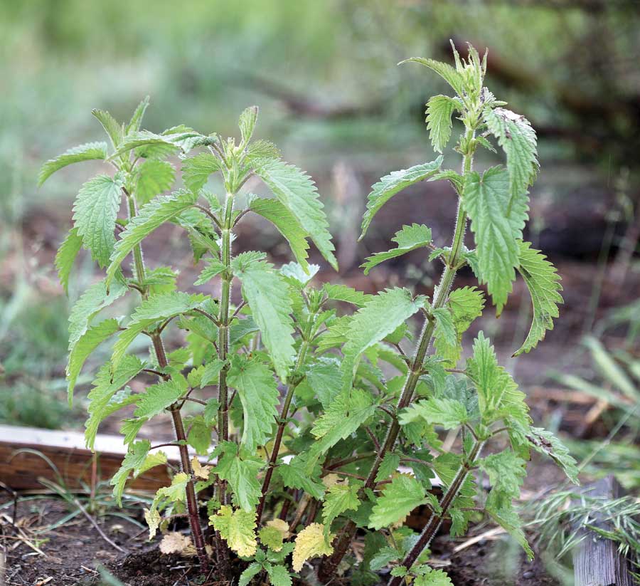 Stinging nettle is beneficial - Good Fruit Grower