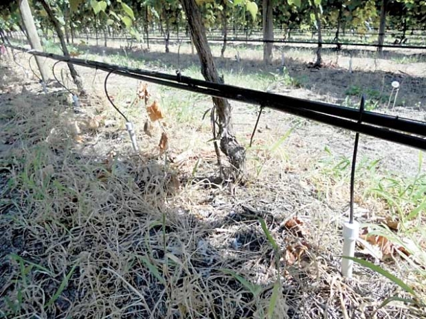 In the study, vertical delivery tubes installed 18 inches on either side of each vine deliver irrigation water at depths of 1, 2 and 3 feet. <b>(Courtesy Pete Jacoby)</b> 