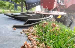 A mechanical nut harvester sweeps up hazelnuts in October at Sullivan Farms near Pasco, Washington. (Ross Courtney/Good Fruit Grower)
