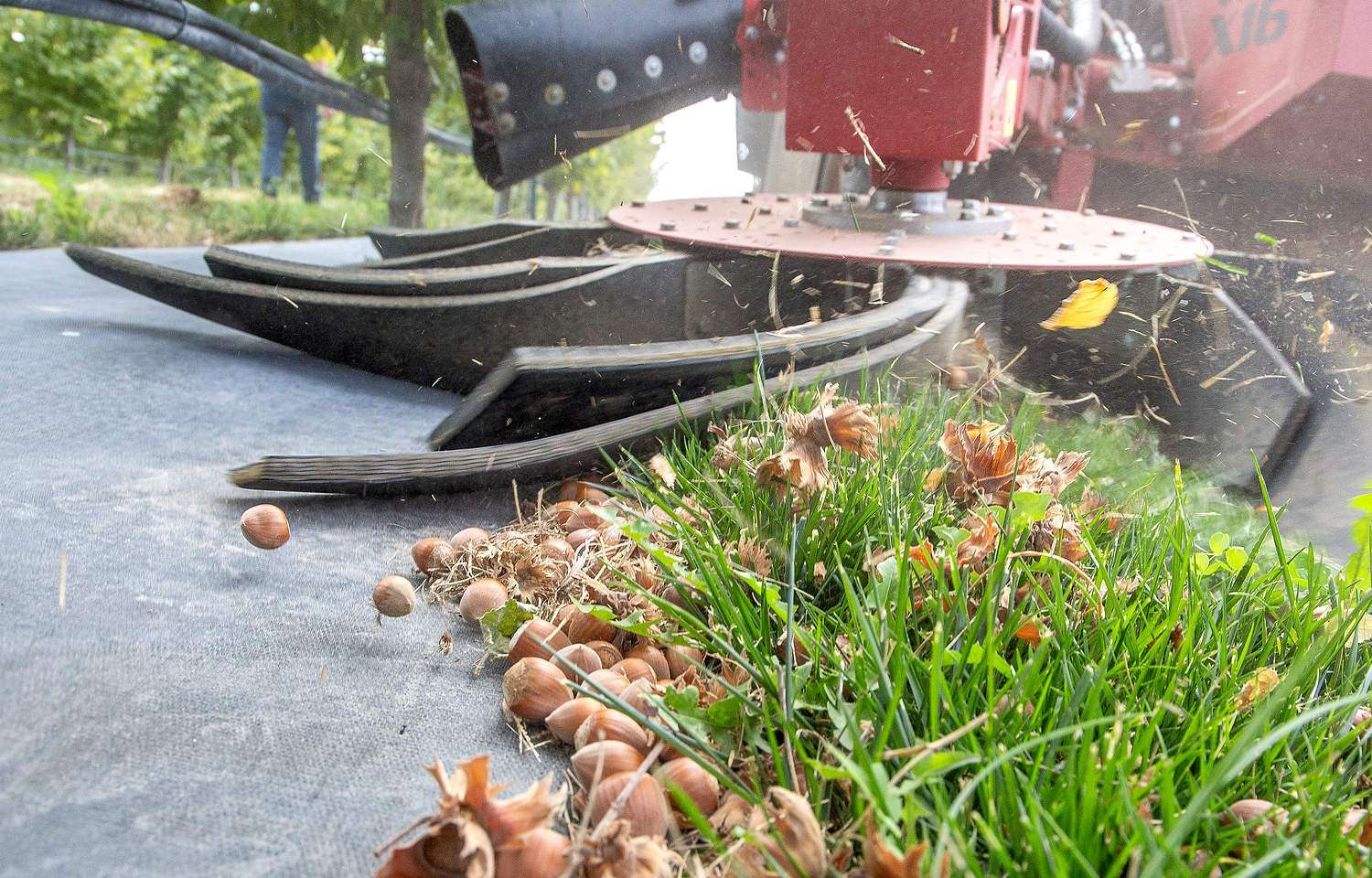 Fruit growers sweeping up an opportunity A mechanical nut harvester sweeps up hazelnuts in October at Sullivan Farms near Pasco, Washington. (Ross Courtney/Good Fruit Grower)