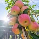 Sunflare-apples-Sunrise-Orchard-Tamsen-2024-feat