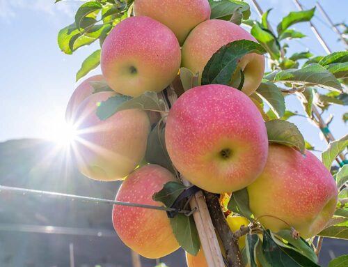 Washington State University names WA 64 apple Sunflare