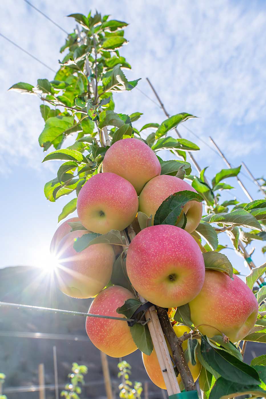 Washington State University has bestowed the name Sunflare on its latest apple, the WA 64, shown in September at the university’s Sunrise research orchard near Wenatchee. (Courtesy Jeremy K. Tamsen/Washington State University)