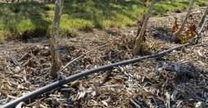 Mulch in an orchard