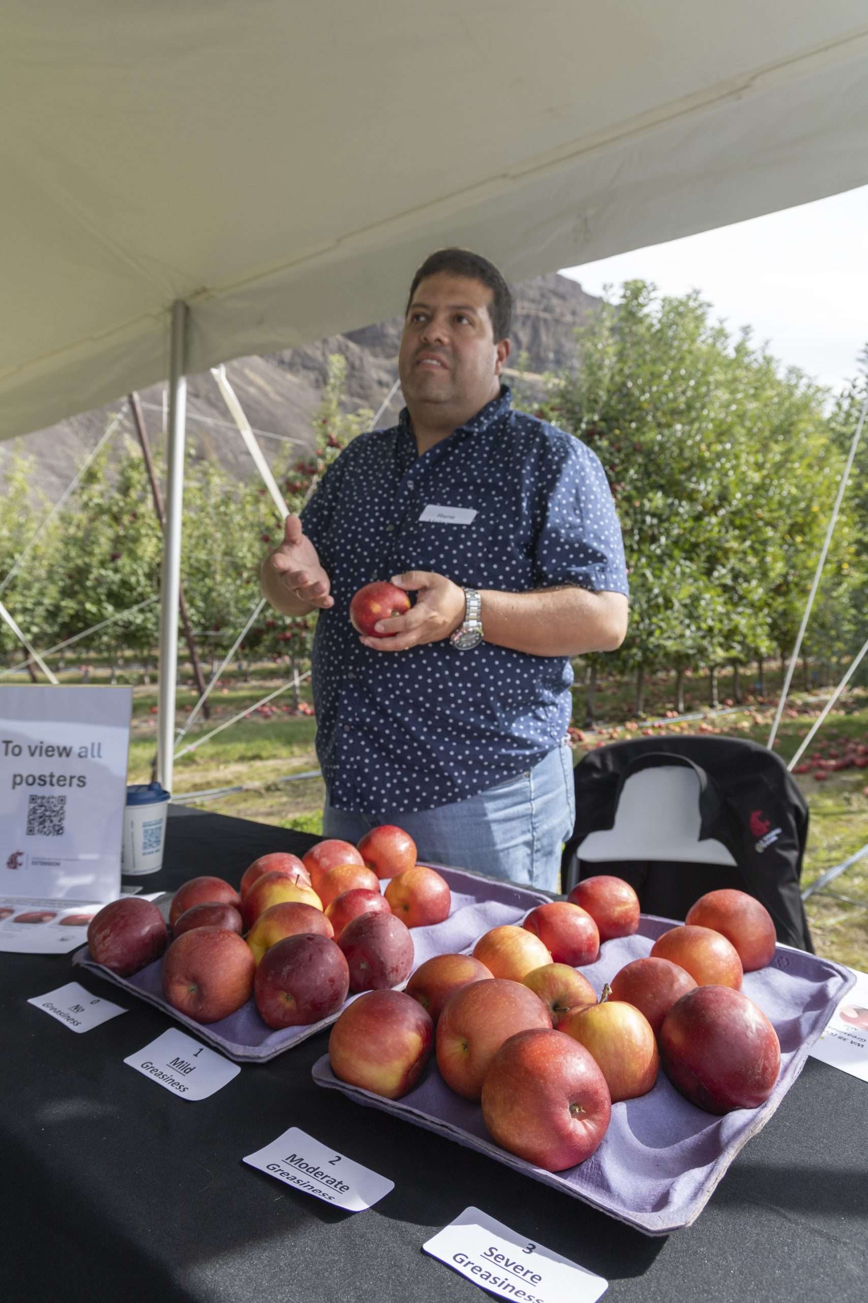 Rene Mogollon describes the greasiness scale used in evaluating WA 38 apples in postharvest trials