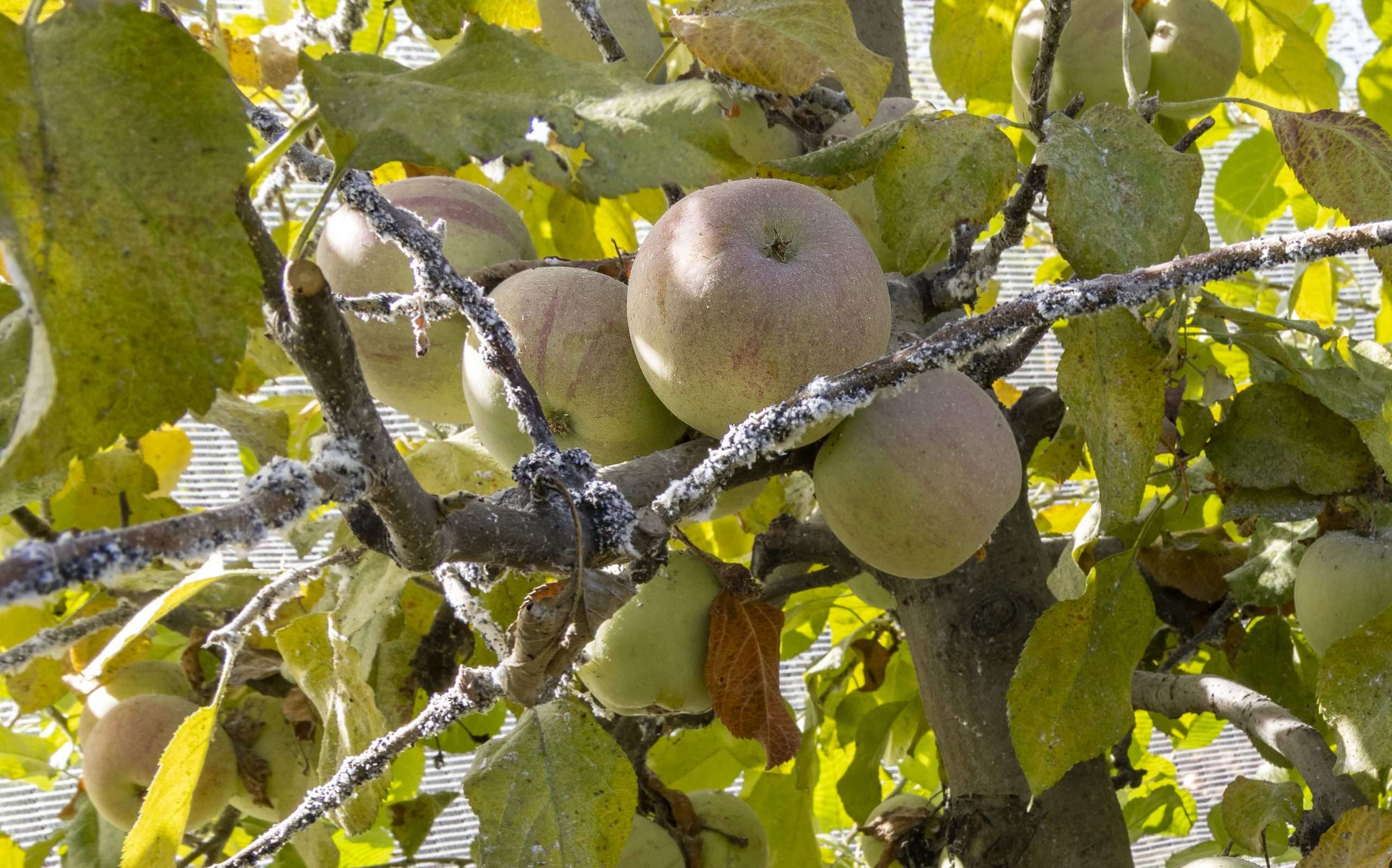 Woolly apple aphid flourishing in a block of netted Fuji apples in a Washington State University research trial