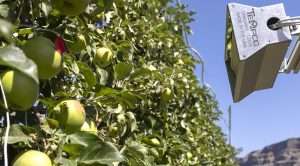 To understand the variability in sunburn development, researchers used heat lamps to expose Honeycrisp apples to different levels of heat in a research block at the Washington State University Sunrise Research Orchard in Wenatchee in July. (Kate Prengaman/Good Fruit Grower)