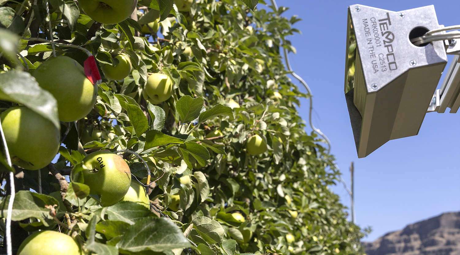 Hot insights from heat stress research To understand the variability in sunburn development, researchers used heat lamps to expose Honeycrisp apples to different levels of heat in a research block at the Washington State University Sunrise Research Orchard in Wenatchee in July. (Kate Prengaman/Good Fruit Grower)