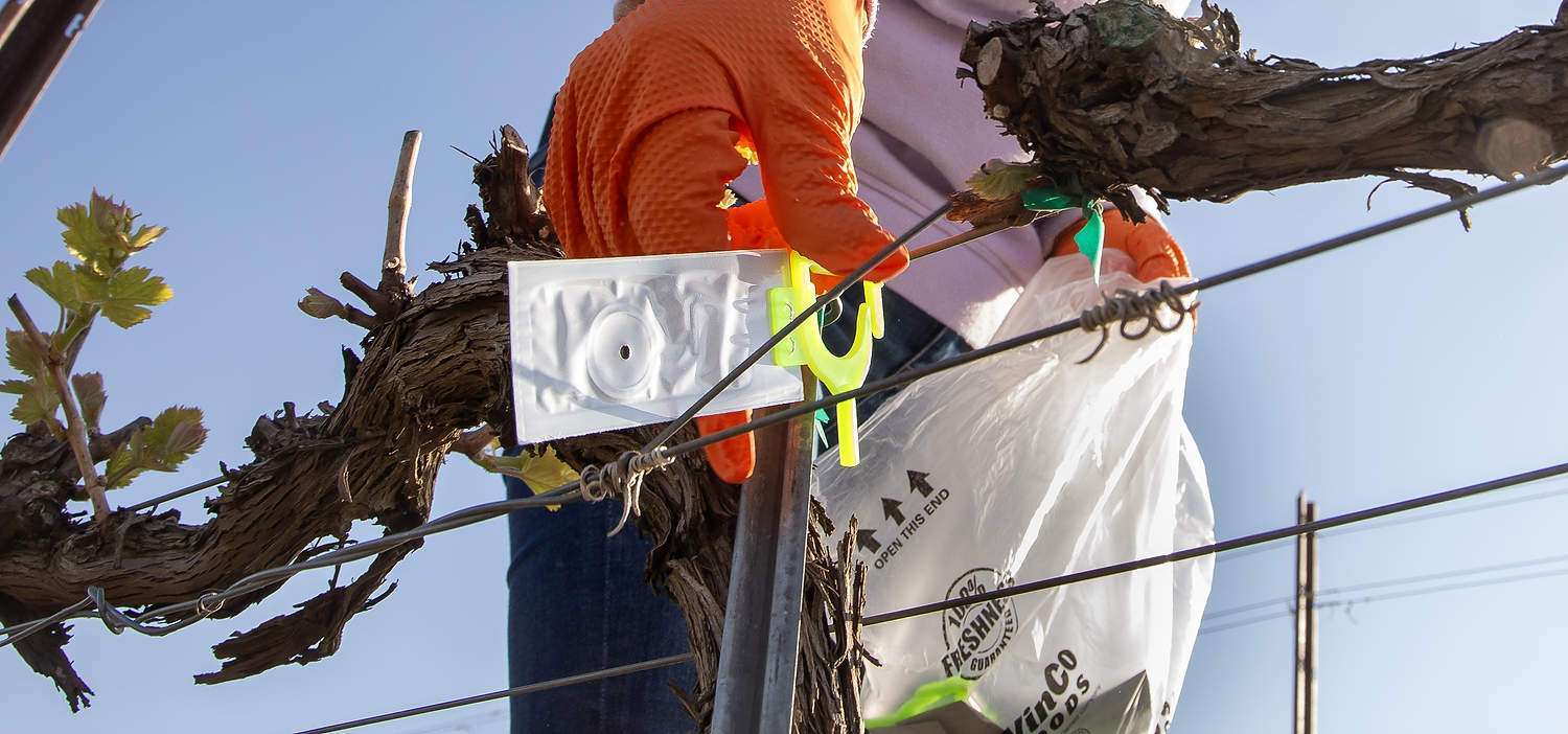Maria Sanchez deploys Suterra grape mealybug pheromone dispensers in April in a Syrah block at Olsen Bros. Ranches near Prosser, Washington.