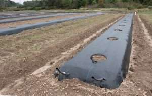 A new blueberry planting with black weed mats at Michigan State University’s Trevor Nichols Research Center in October 2019.