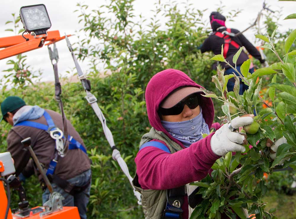 Platforms enable Kershaw Companies to hire workers with varying strength levels for tasks such as thinning, tying and harvesting. Here, workers thin apples and tie branches in a Zillah, Washington, orchard in June. <b>(Shannon Dininny/Good Fruit Grower)</b>