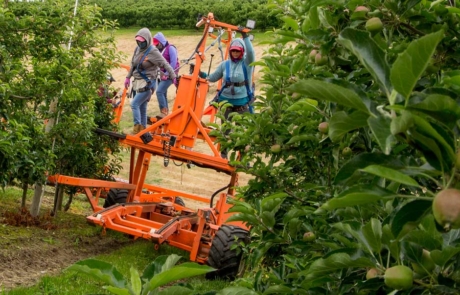 Sunburn in apples: A hot problem | Good Fruit Grower