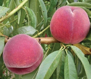 This test variety ripens in the early midseason and is one of the new, red-skinned, yellow-fleshed peaches developed by Rutgers University’s fruit breeding program in Cream Ridge, New Jersey. <b>(Courtesy Jerry Frecon)</b>