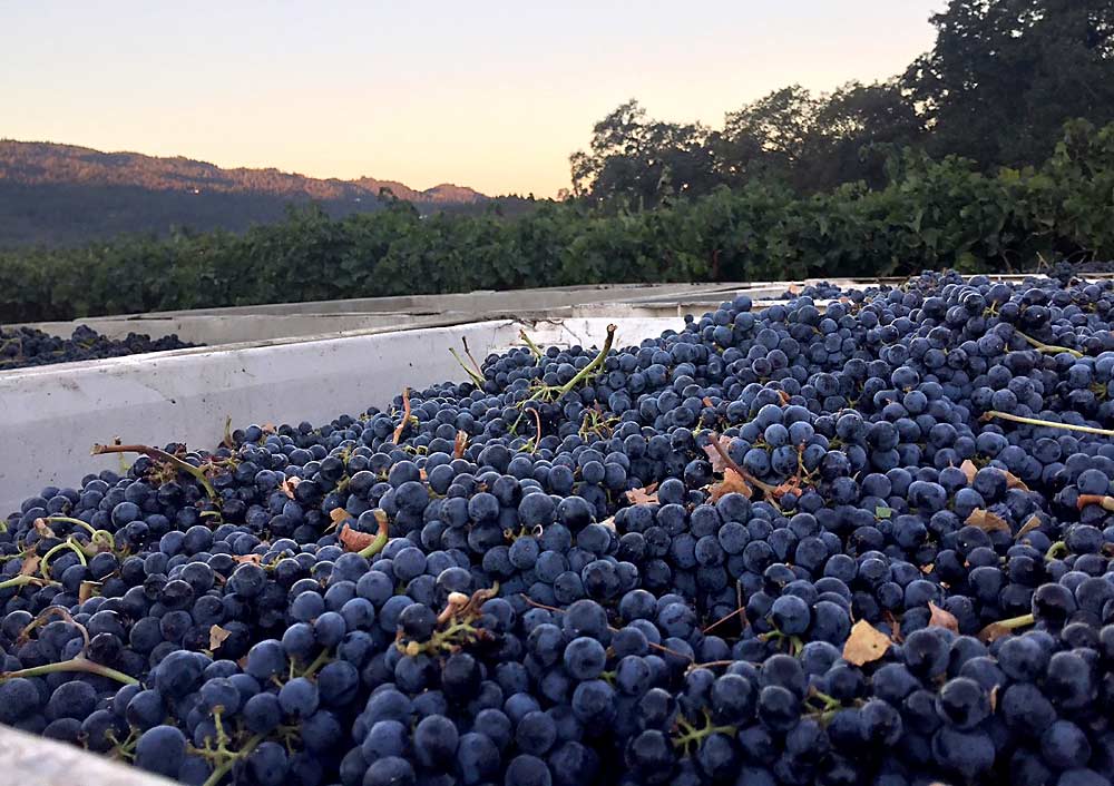 Duckhorn Vineyards’ Three Palms Vineyard in Napa Valley, California, is known for its Merlot grapes, which went into a 2014 vintage — Duckhorn Vineyards Napa Valley Merlot Three Palms Vineyard — named “Wine of the Year” by Wine Spectator in 2017. (Courtesy Duckhorn Vineyard)