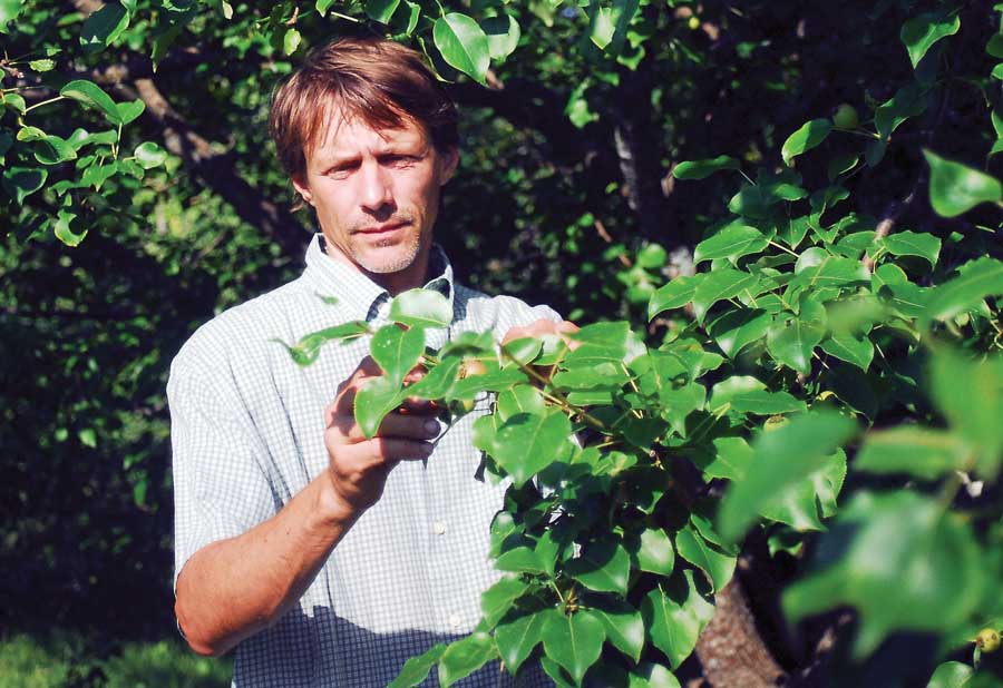 Todd Parlo, a Walden, Vermont, organic grower is evaluating 84 pear varieties as cold-hardy rootstock candidates. These David pears are one of the varieties he’s earmarked as a good possibility. <b>(Courtesy Lori Parlo)</b>