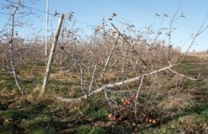 An example of a trellis system that failed to support an organic apple orchard row in central Washington. (Geraldine Warner/Good Fruit Grower file photo)