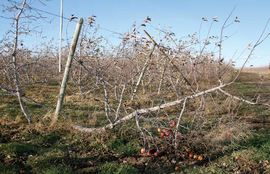 An example of a trellis system that failed to support an organic apple orchard row in central Washington. <b>(Geraldine Warner/Good Fruit Grower file photo)</b>