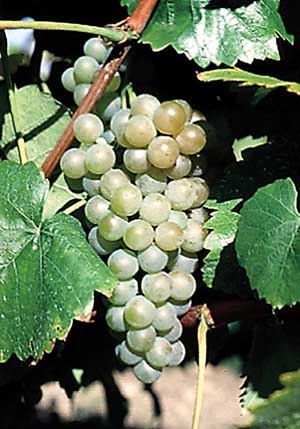 Cornell released Traminette in 1996. Today, dozens of wineries in New York, Colorado, Nebraska, Indiana, and other states now grow and make Gewürztraminer-type wine from this grape, and in 2015, it was awarded the American Society for Horticultural Sciences Outstanding Fruit Cultivar Award for a variety having significant impact on the industry. (Courtesy Bruce Reisch)