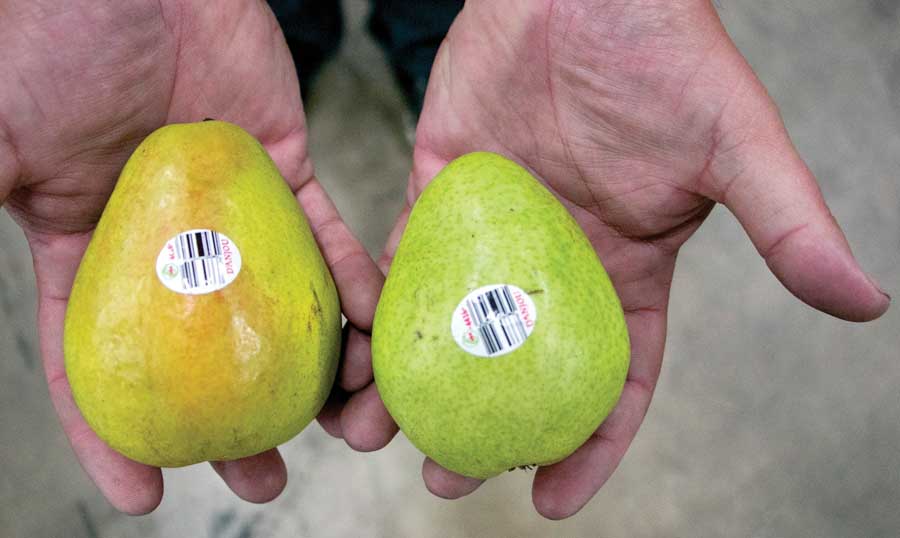 The pear on the left — note the blush hue — has been ethylene treated. The pear on the right is untreated.<b> (Ross Courtney/Good Fruit Grower)</b>