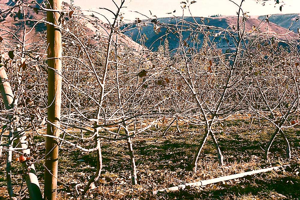 The haphazard complexity of these branched apple trees on Tatura trellis make management and productivity of trees difficult. (Courtesy Bas van den Ende)