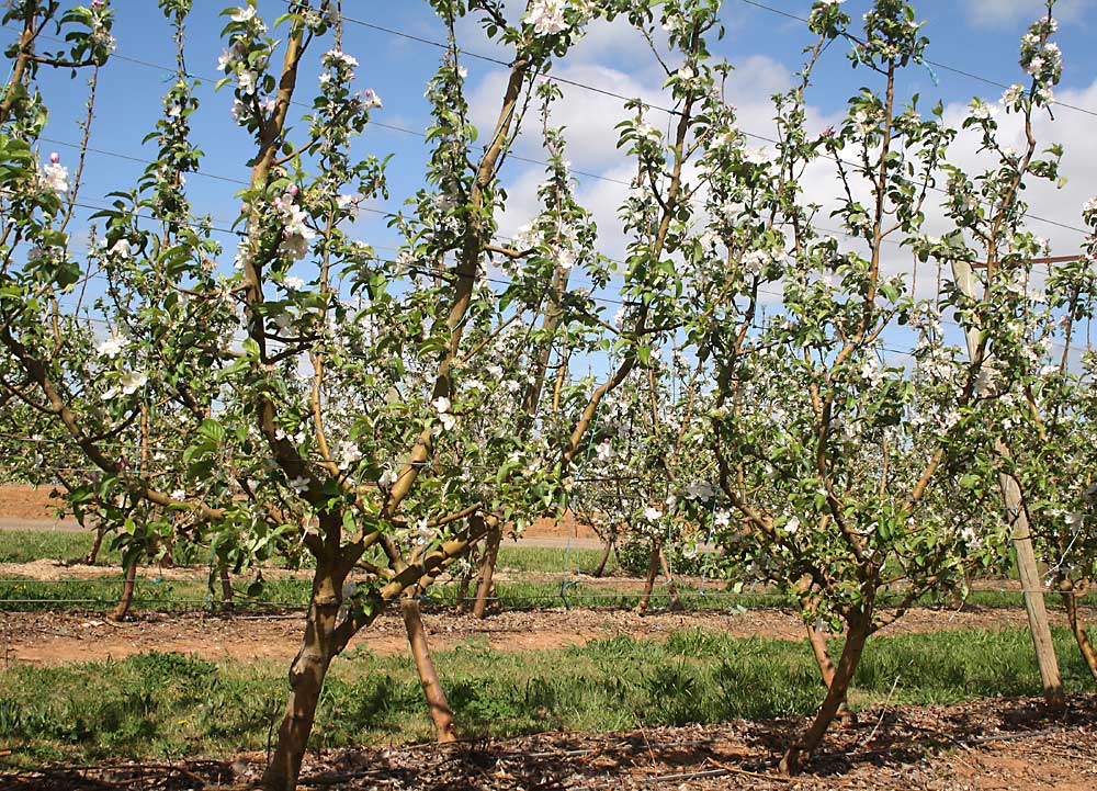 The complexity of these branchless apple trees with four leaders each on Open Tatura is simple, uniform, productive and easy to manage. (Courtesy Bas van den Ende)