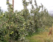 Slow bending and sunburn are typical problems of apple trees with fruited branches. (Courtesy Bas van den Ende)