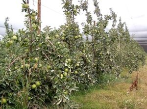 Slow bending and sunburn are typical problems of apple trees with fruited branches. (Courtesy Bas van den Ende)