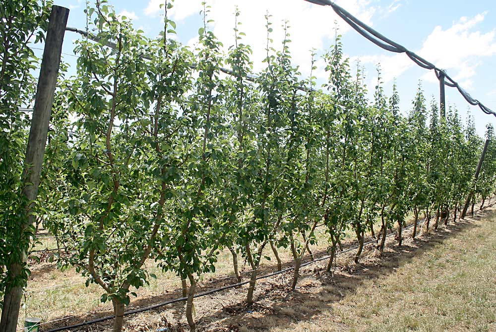 The complexity of these young branchless pear trees on Open Tatura is organized and consists of two permanent leaders, each of which are dressed with fruiting units that are regularly renewed. (Courtesy Bas van den Ende)