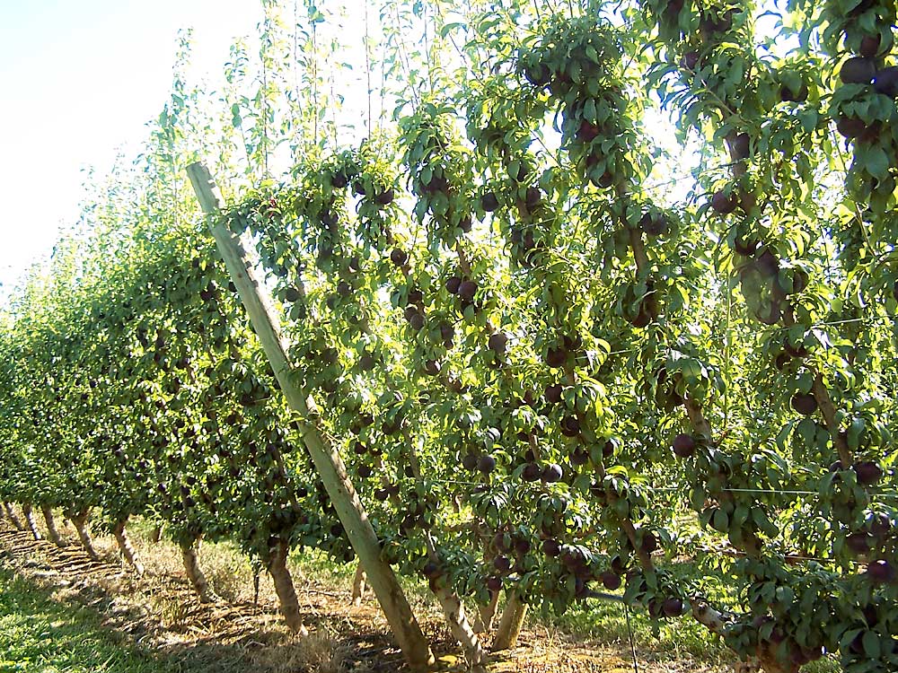The crop of plums on these 8-year-old branchless trees is easily and cost-effectively regulated, because fruit on every leader has been thinned to the same number of plums. (Courtesy Bas van den Ende)