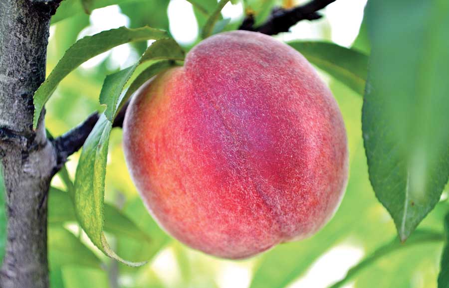 Tropic Beauty Peaches: One of top four Florida varieties. (Courtesy Mercy Olmstead)w